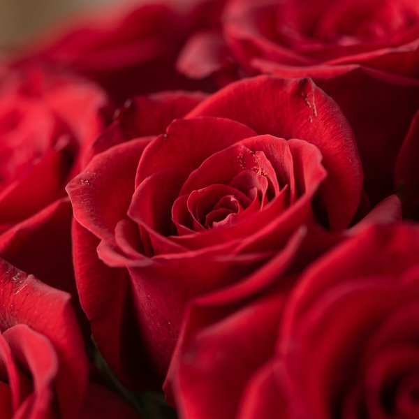 Buque Romântico Luxuoso 50 Rosas