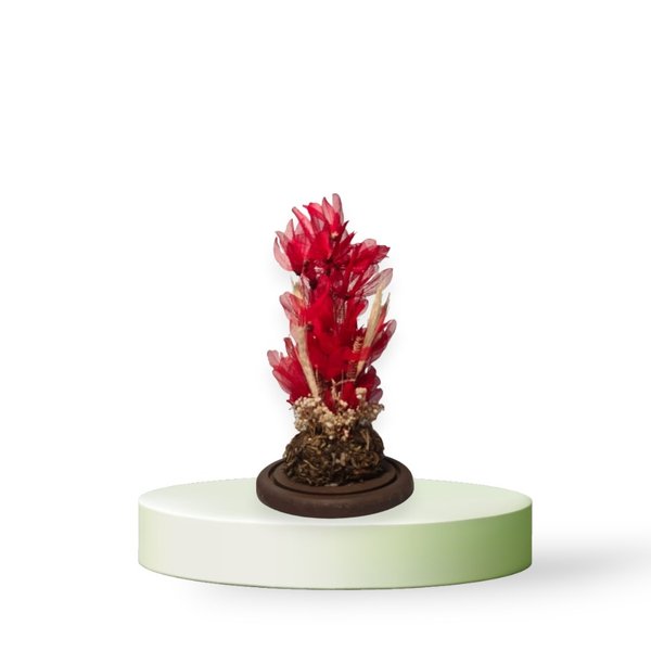 Redoma de vidro com flores desidratadas  Encanto