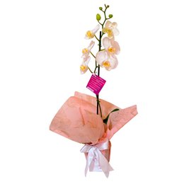 Imagem de Orquídea Phalaenopsis Plantada