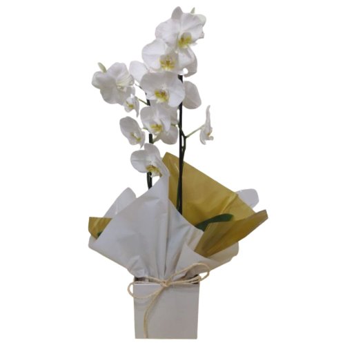 Orquídea Branca Duas Hastes na Caixa
