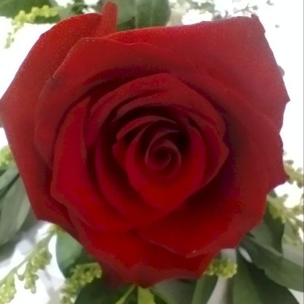 Rosa Importada Explorer Decorada