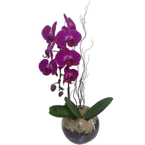 Orquídea Phalaenopsis Pink Cascata no Aquário