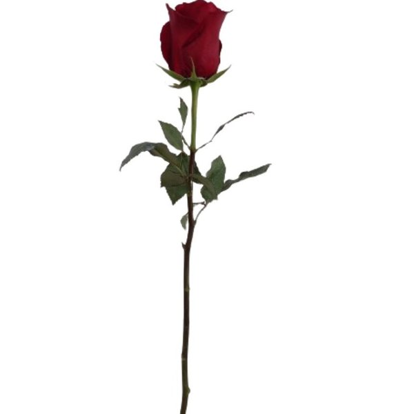 So Uma Rosa Importada