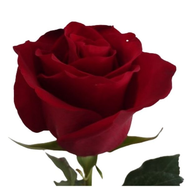 So Uma Rosa Importada