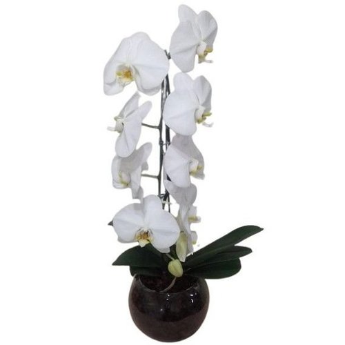 Orquídea Phalaenopsis Branca Cascata no Aquário