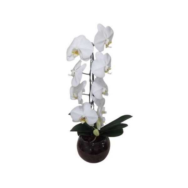 Orquídea Phalaenopsis Branca Cascata no Aquário